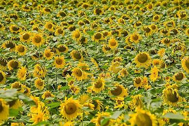 马斯克宣布将成立AI游戏工作室：让游戏再次伟大！